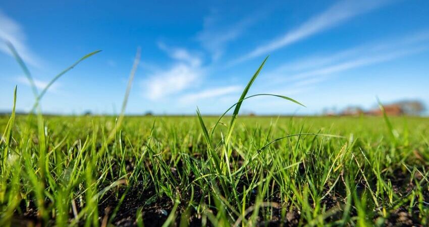 Foto van grassprieten